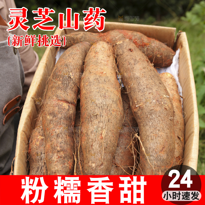 手里拿着灵芝山药