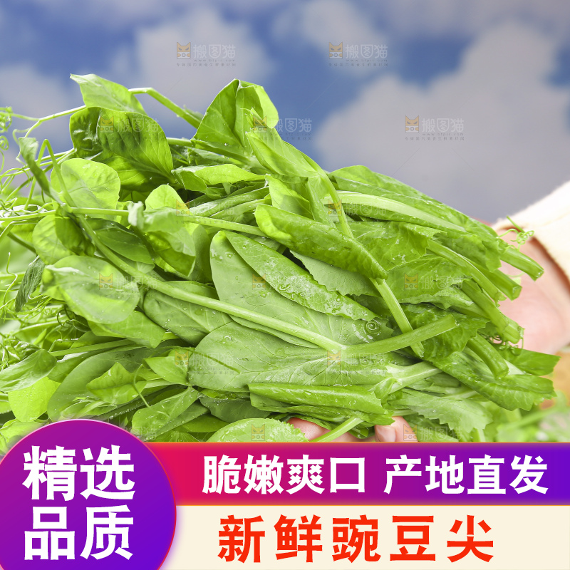 浅底上的豌豆尖