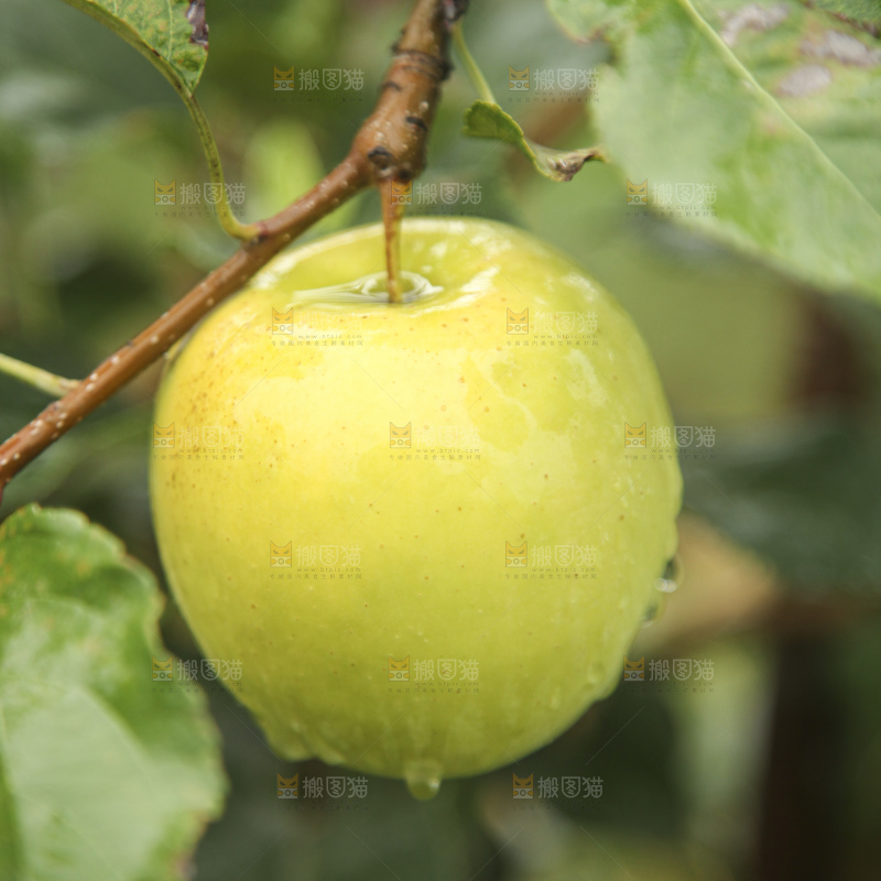青苹果产地