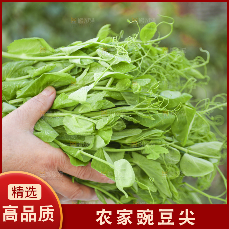 手里拿着豌豆尖