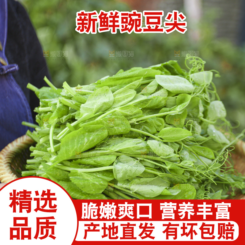 手里拿着豌豆尖