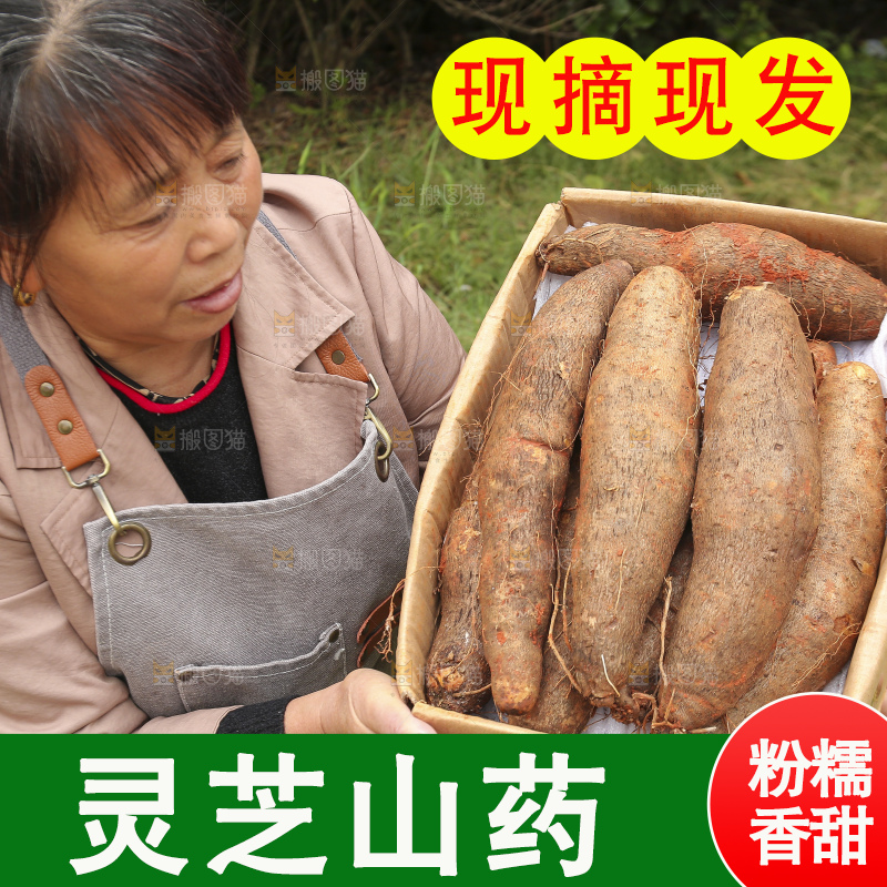 手里拿着灵芝山药