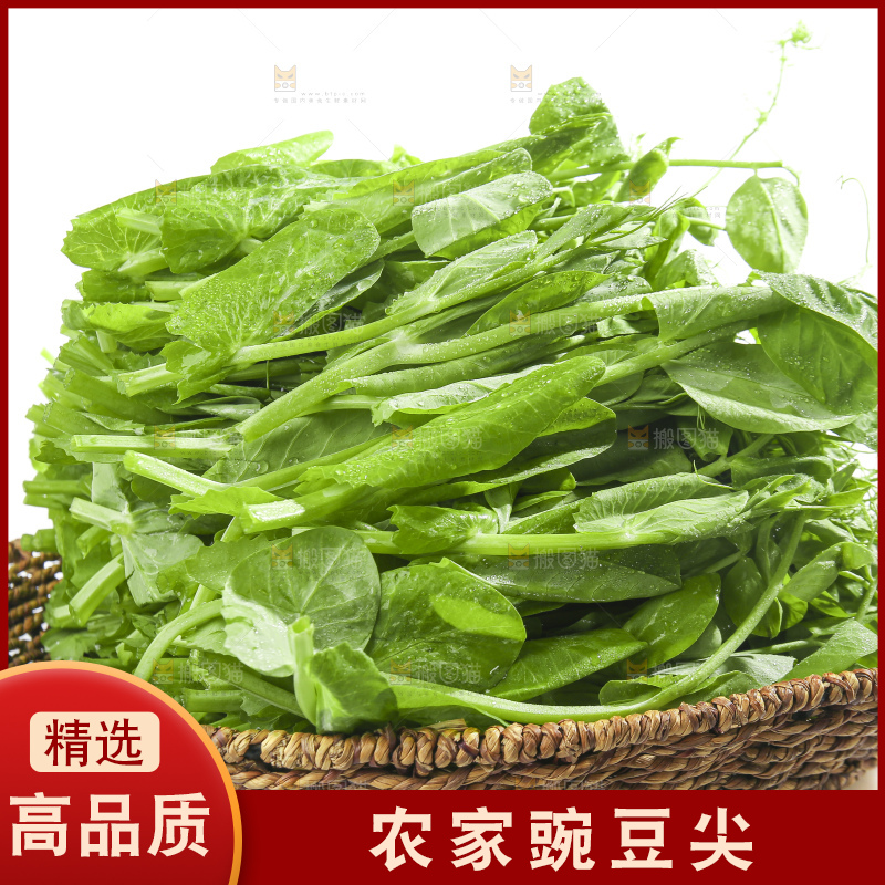 白底上的豌豆苗