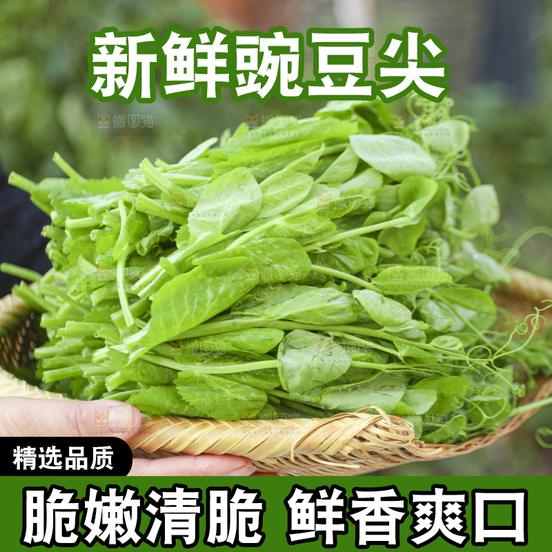 手里拿着豌豆尖