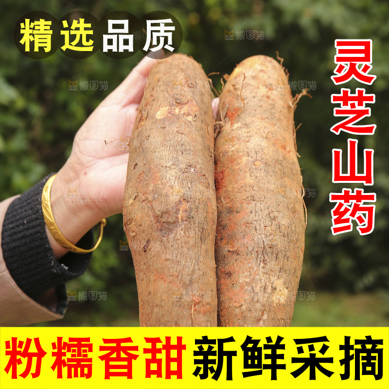 手里拿着灵芝山药