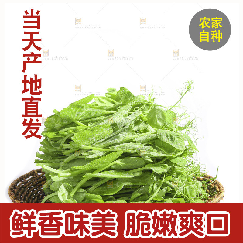 白底上的豌豆苗