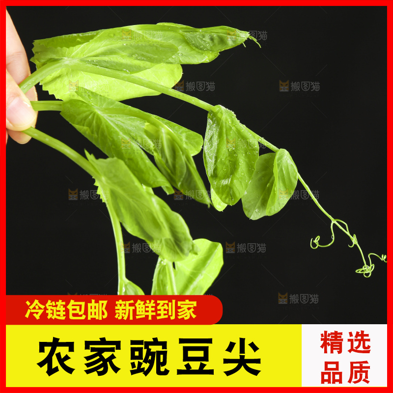 深底上的豌豆苗