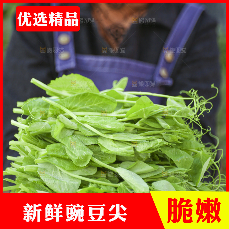 手里拿着豌豆尖