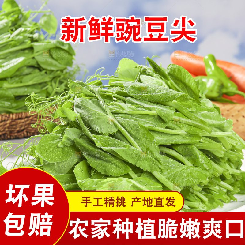 浅底上的豌豆尖