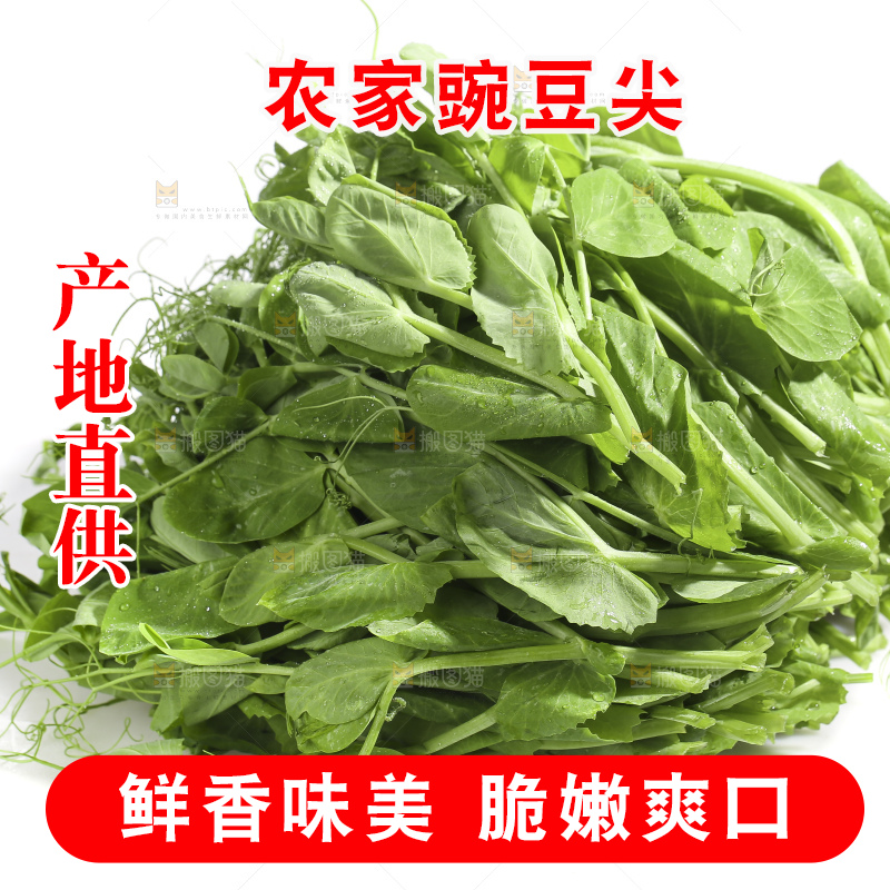 白底上的豌豆苗