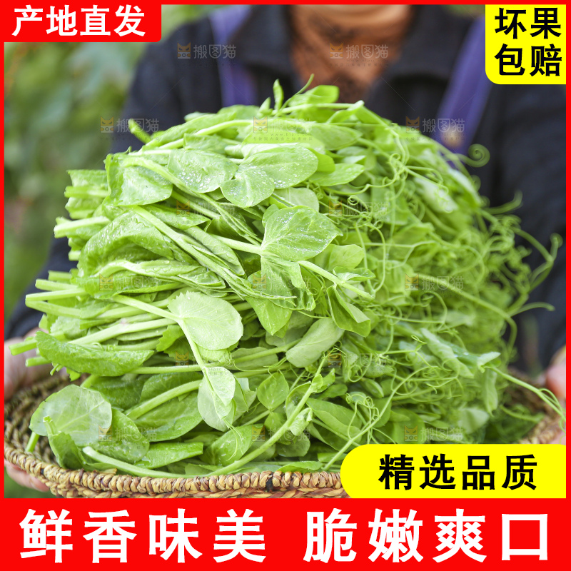 手里拿着豌豆尖