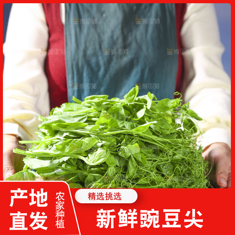 浅底上的豌豆尖