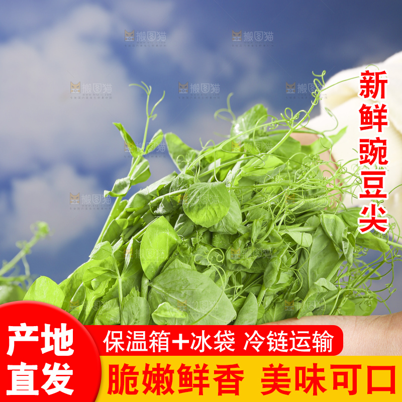 浅底上的豌豆尖