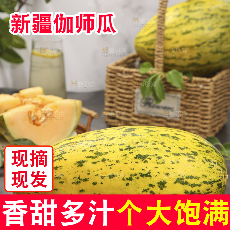 深底上的新疆伽师瓜