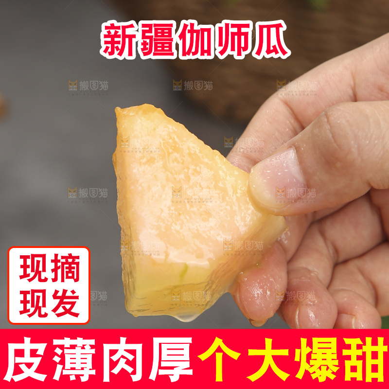 深底上的新疆伽师瓜
