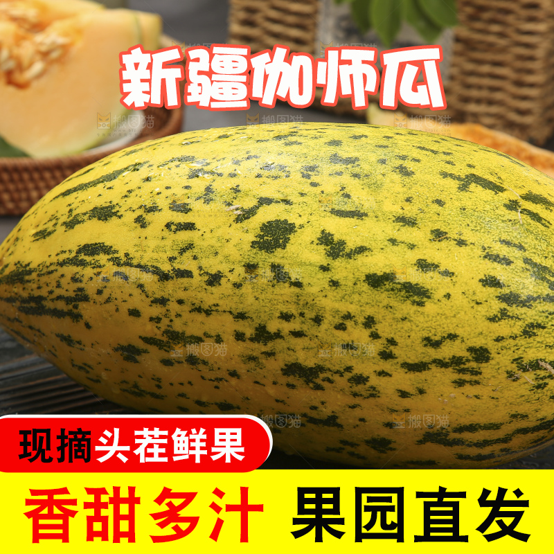 深底上的新疆伽师瓜