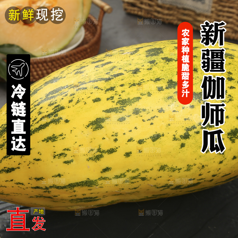 深底上的新疆伽师瓜