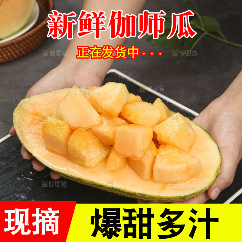 深底上的新疆伽师瓜