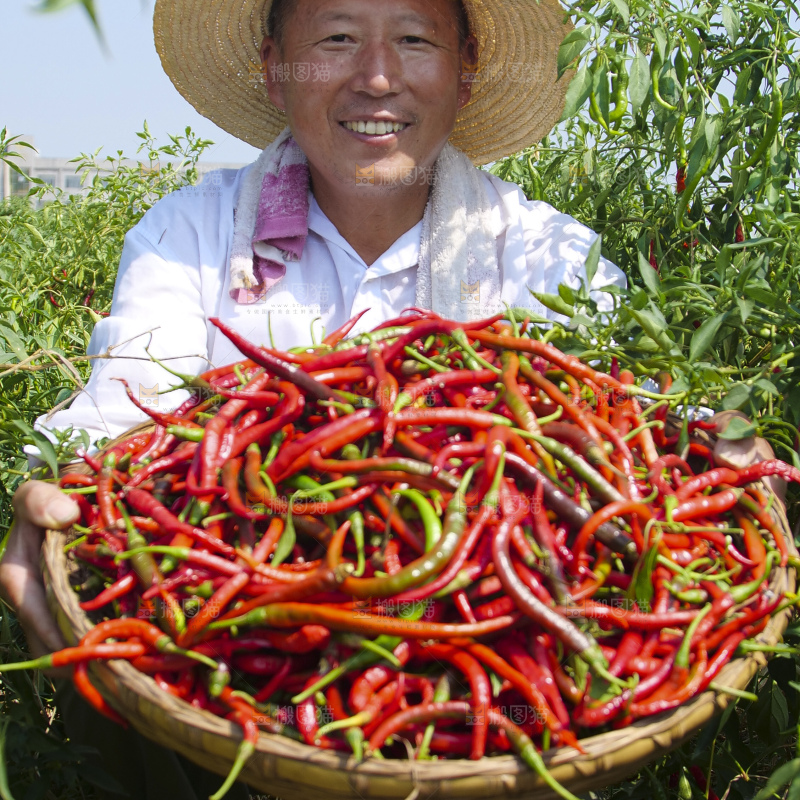 辣椒产地