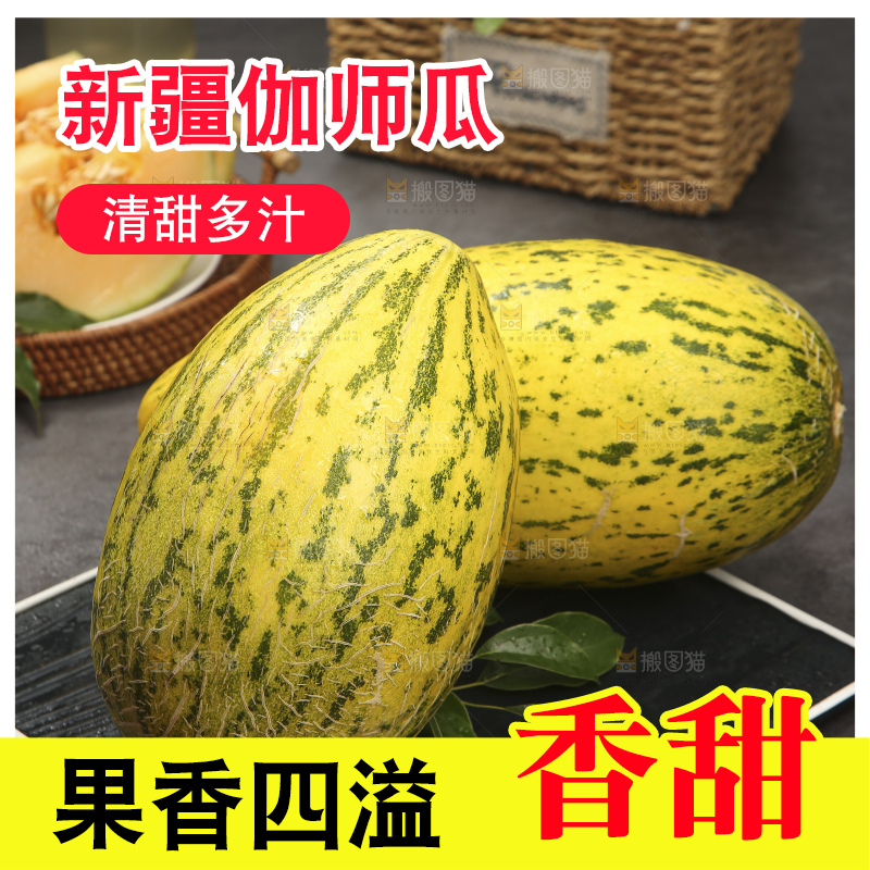 深底上的新疆伽师瓜