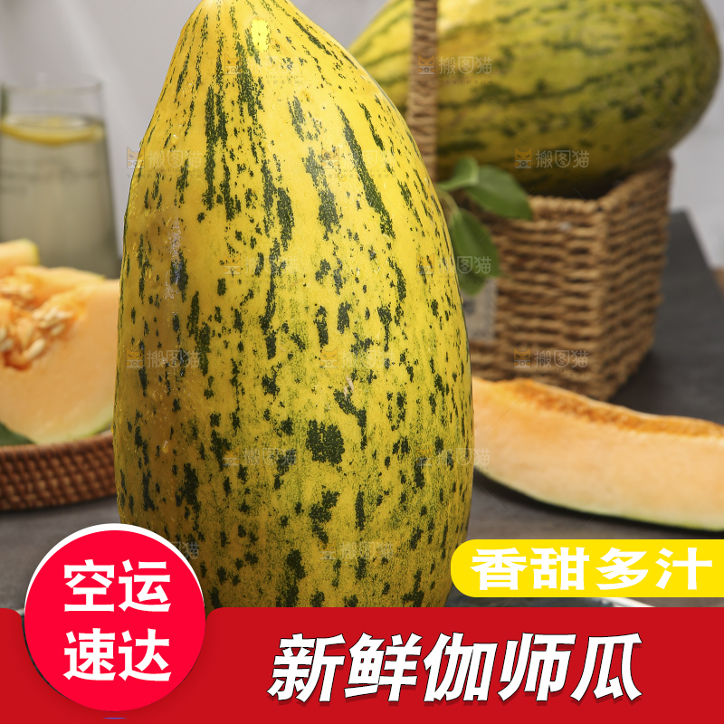深底上的新疆伽师瓜