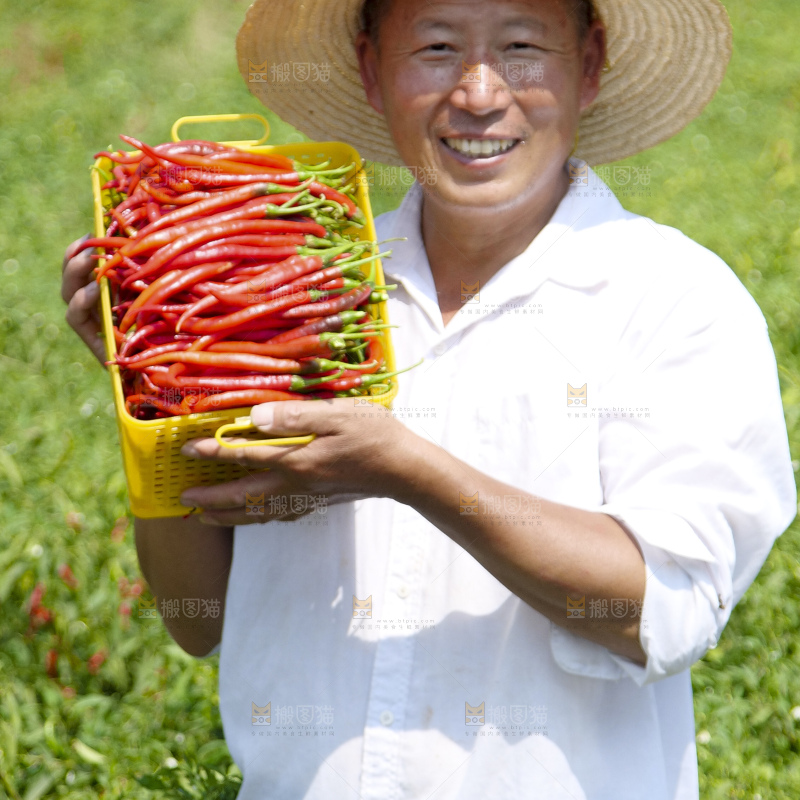 辣椒产地