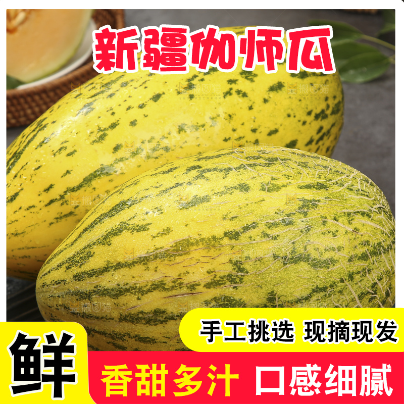 深底上的新疆伽师瓜