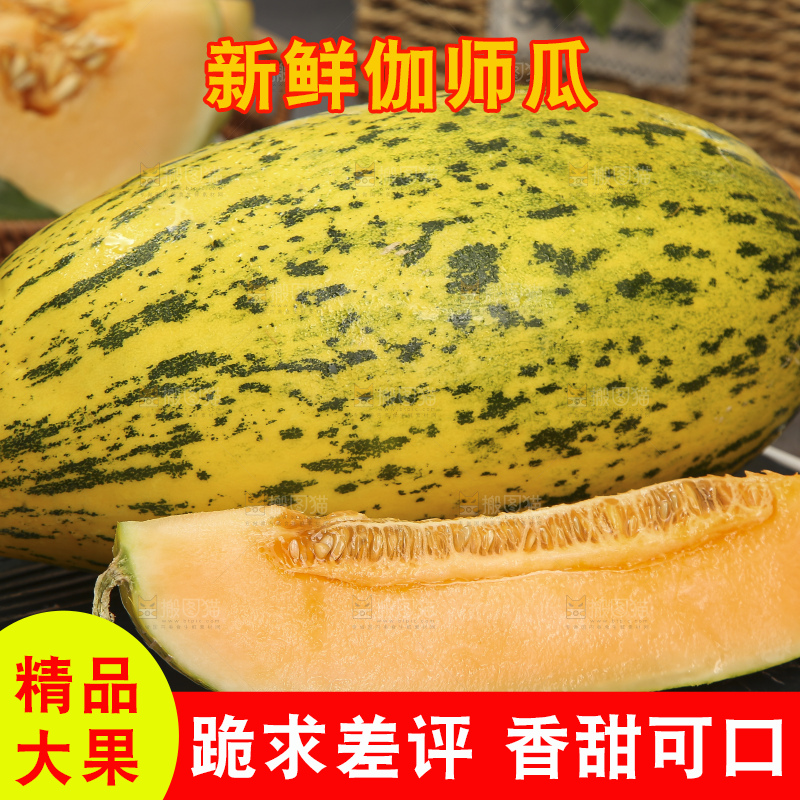深底上的新疆伽师瓜