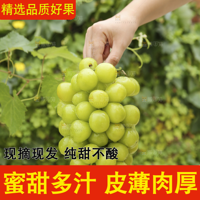 手里拿着阳光玫瑰