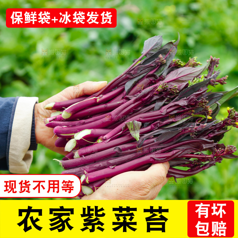 手里拿着紫菜苔
