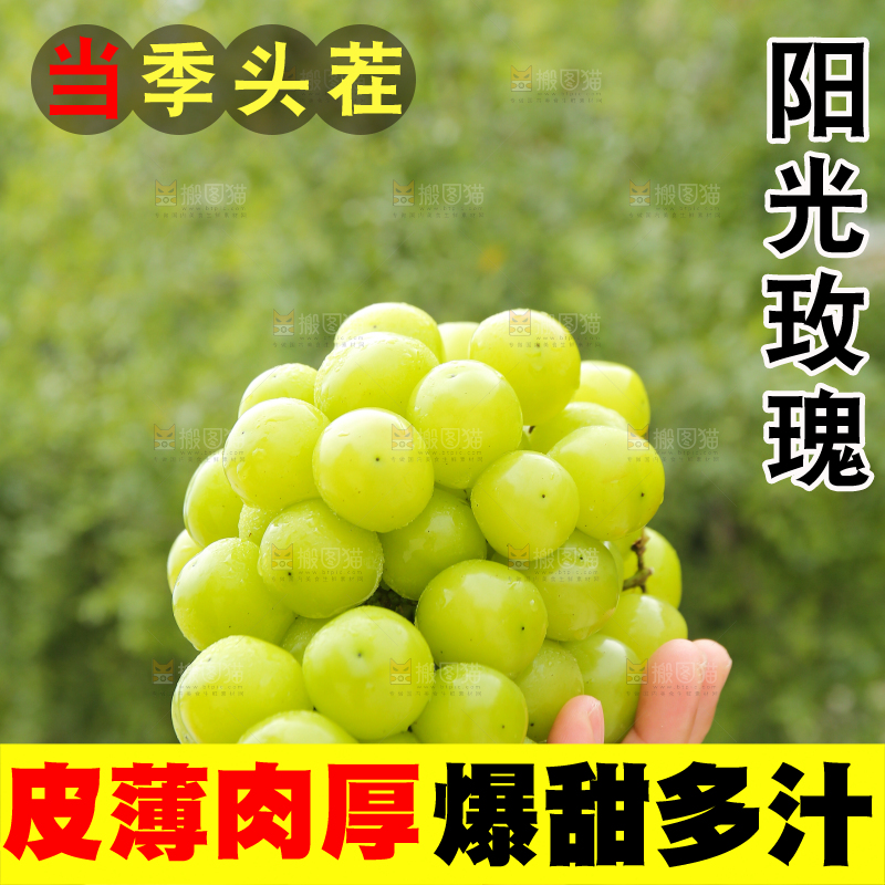 手里拿着阳光玫瑰