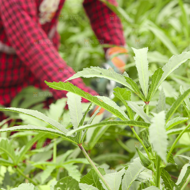 秋葵产地