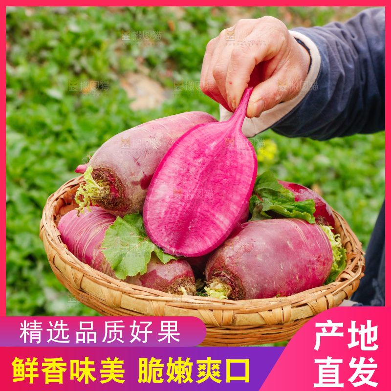 手里拿着紫美人萝卜