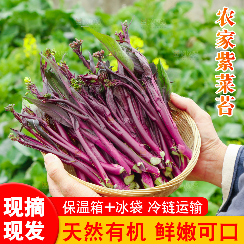 手里拿着紫菜苔