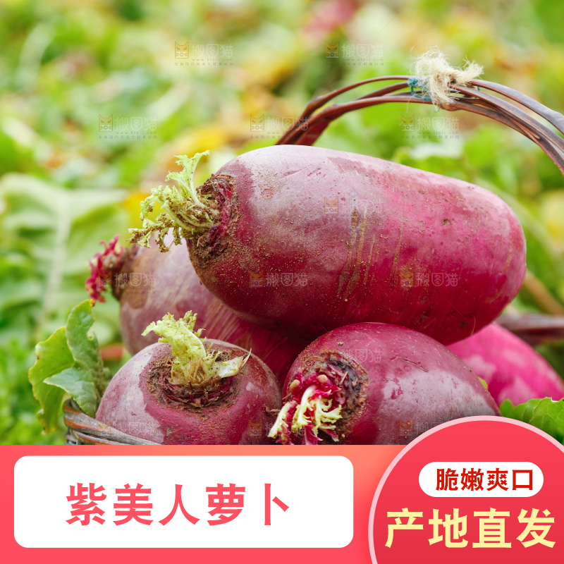 手里拿着紫美人萝卜
