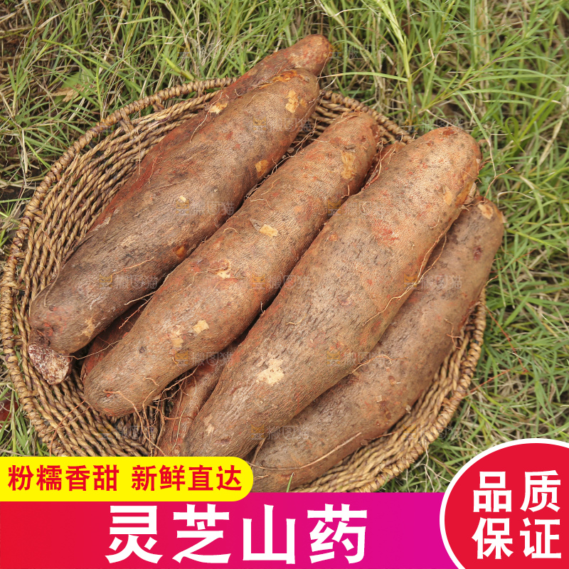 草地上的云南灵芝山药
