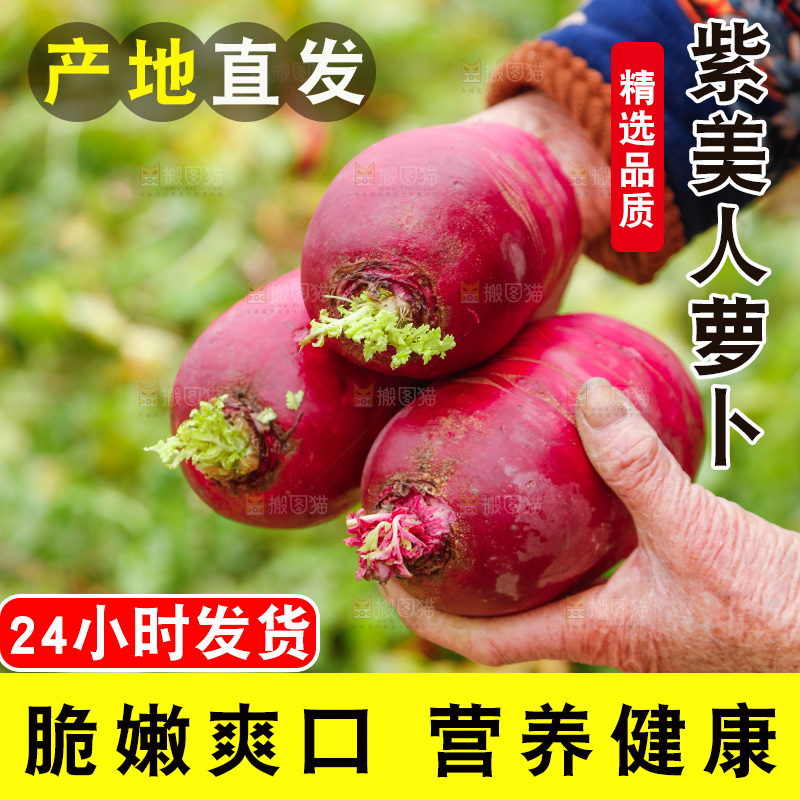 手里拿着紫美人萝卜