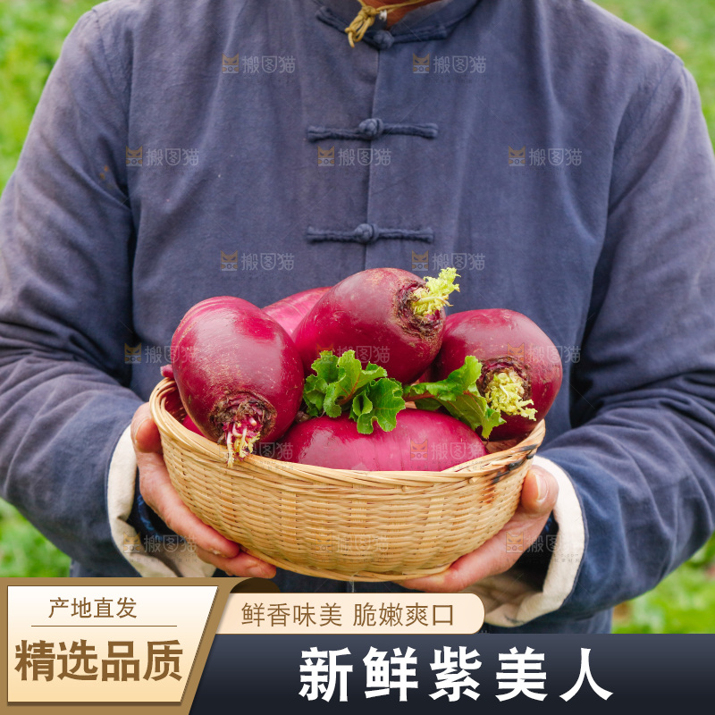 手里拿着紫美人萝卜