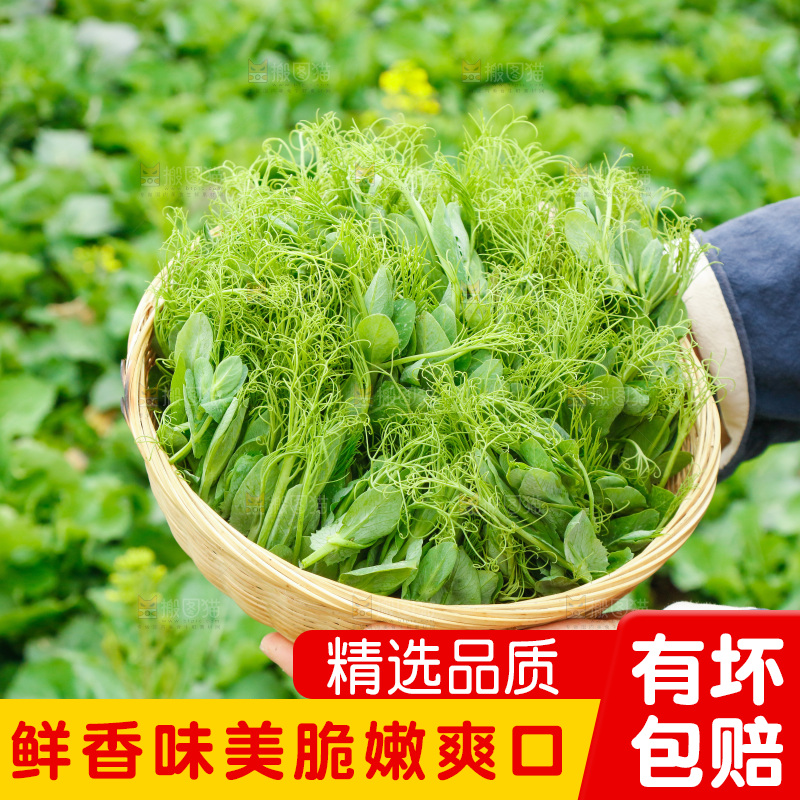 手里拿着豌豆苗