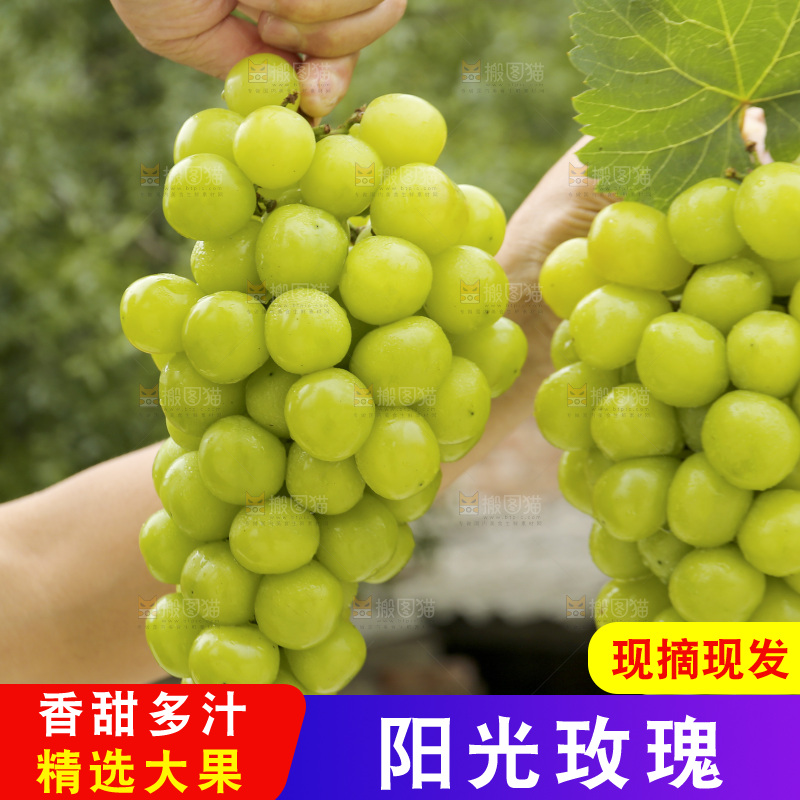 手里拿着阳光玫瑰