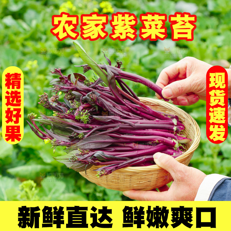 手里拿着紫菜苔