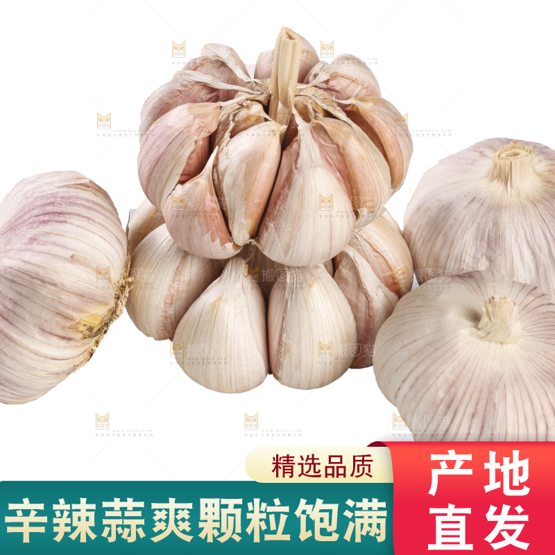 白底上的干蒜