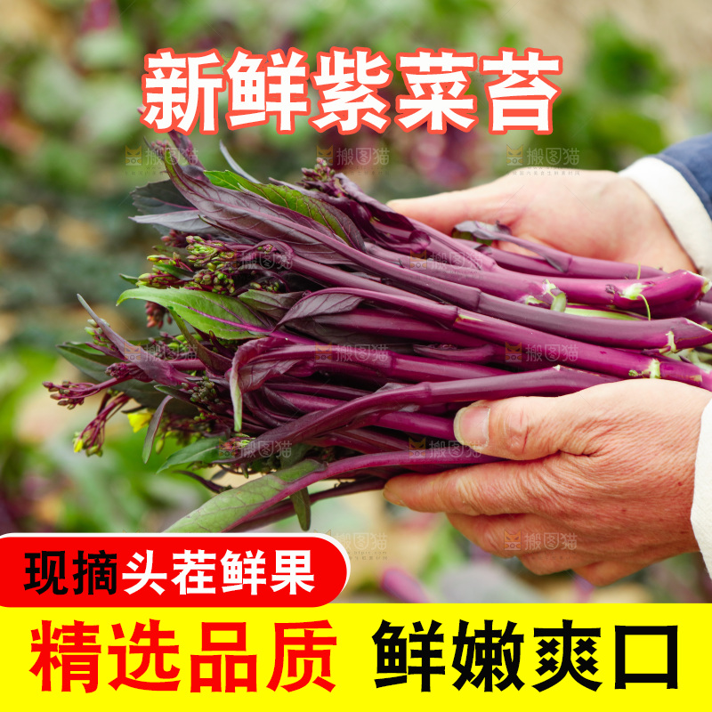手里拿着紫菜苔
