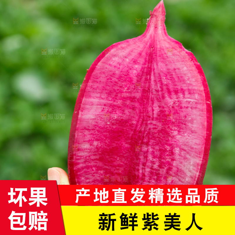 手里拿着紫美人萝卜