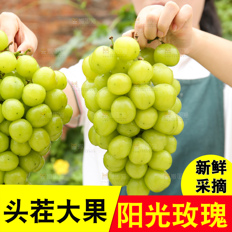 手里拿着阳光玫瑰