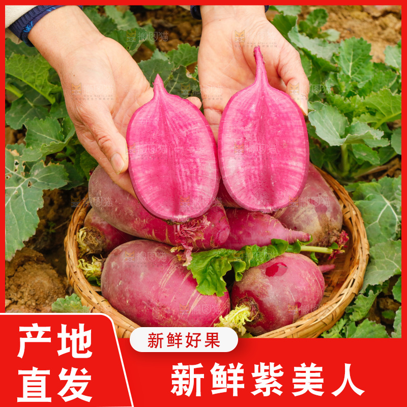 手里拿着紫美人萝卜
