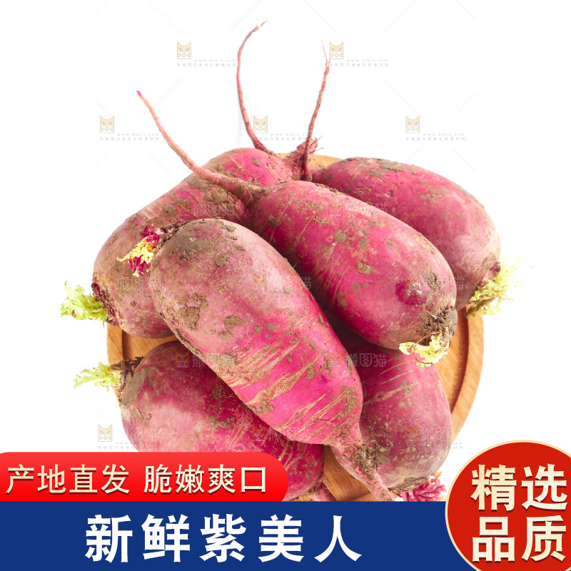 白底上的紫美人萝卜