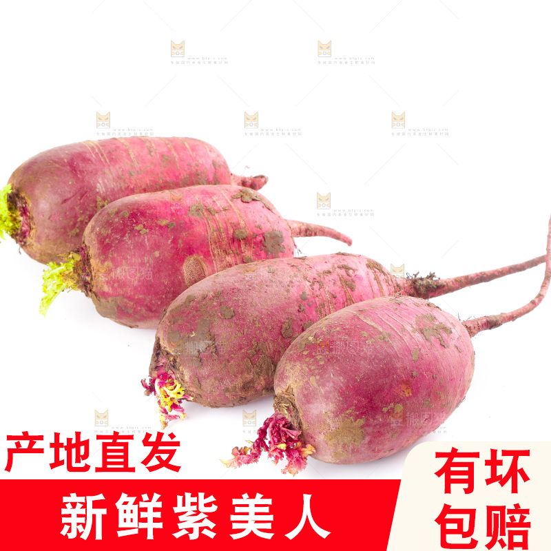 白底上的紫美人萝卜