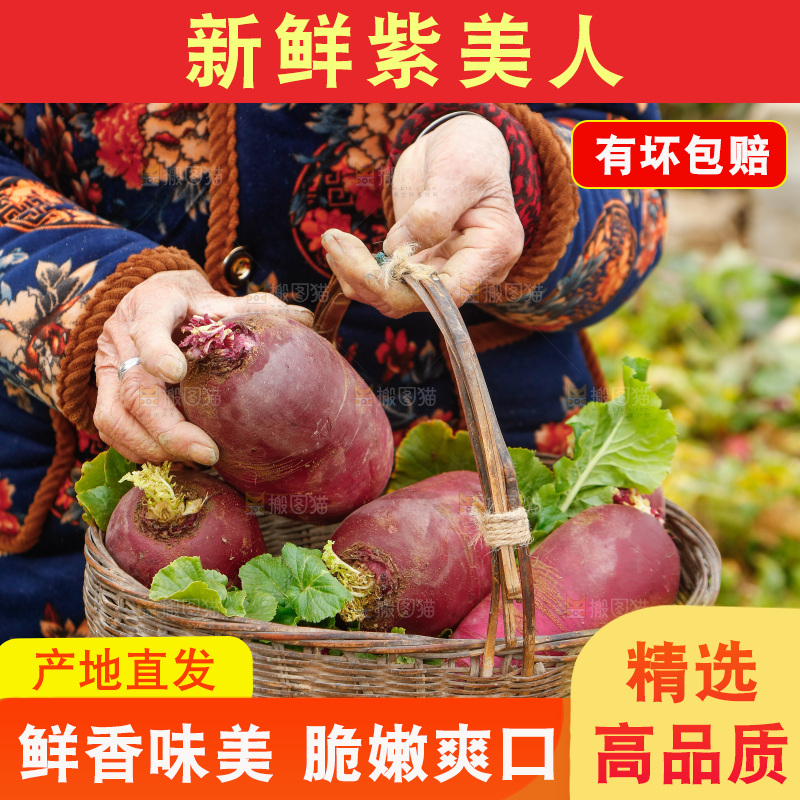 手里拿着紫美人萝卜