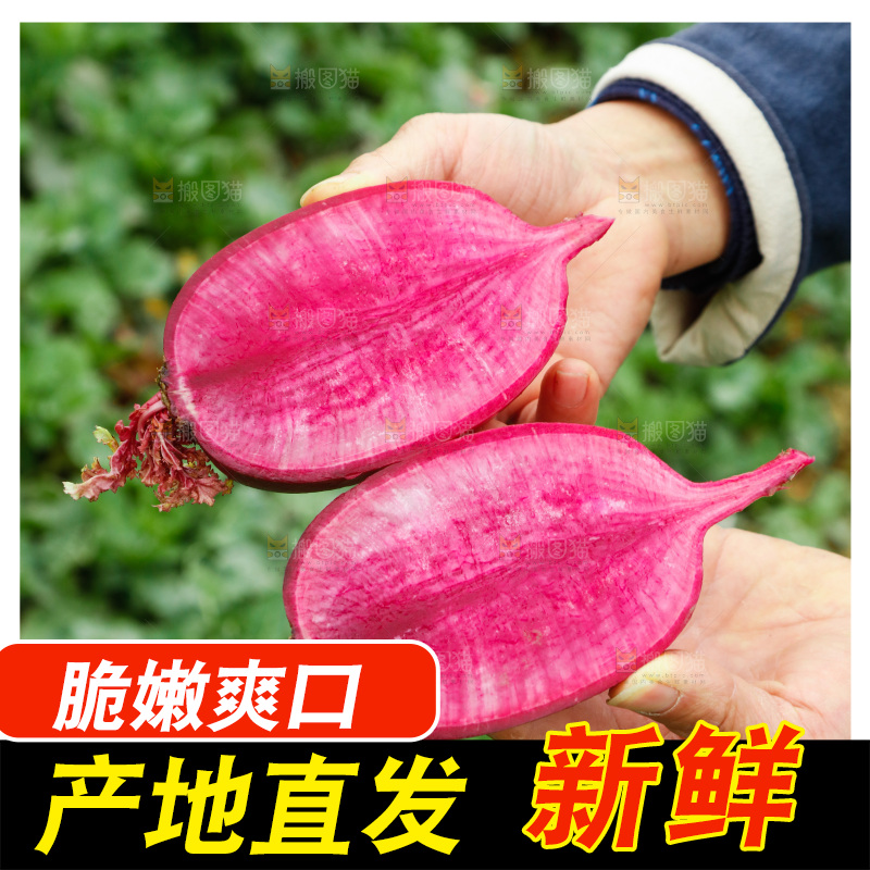 手里拿着紫美人萝卜